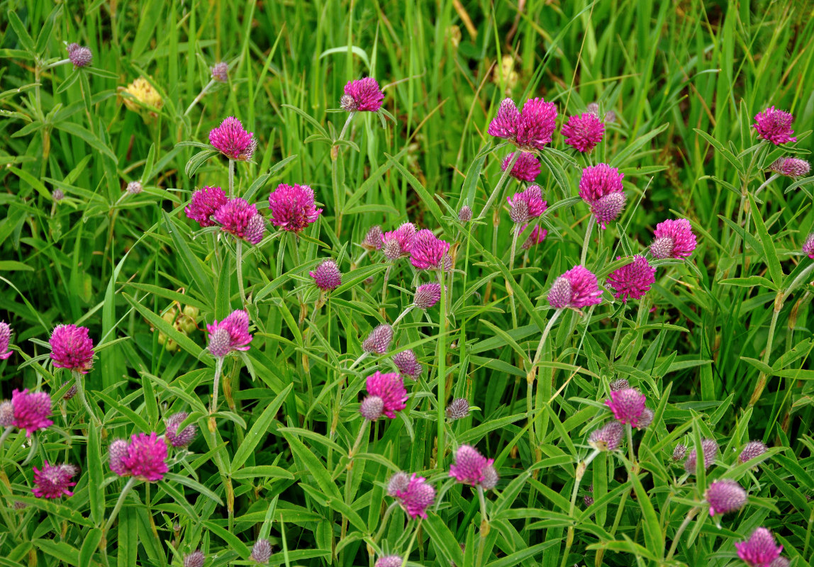 Изображение особи Trifolium alpestre.