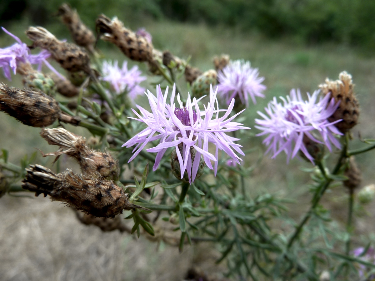 Изображение особи Centaurea stoebe.