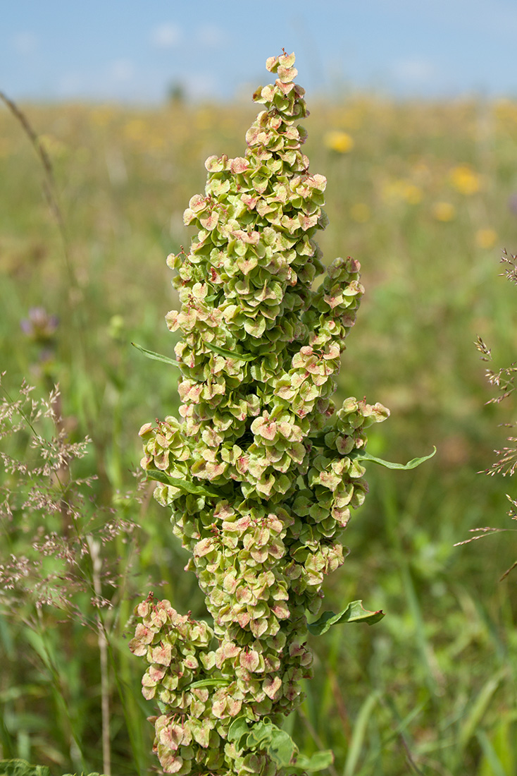 Изображение особи Rumex longifolius.