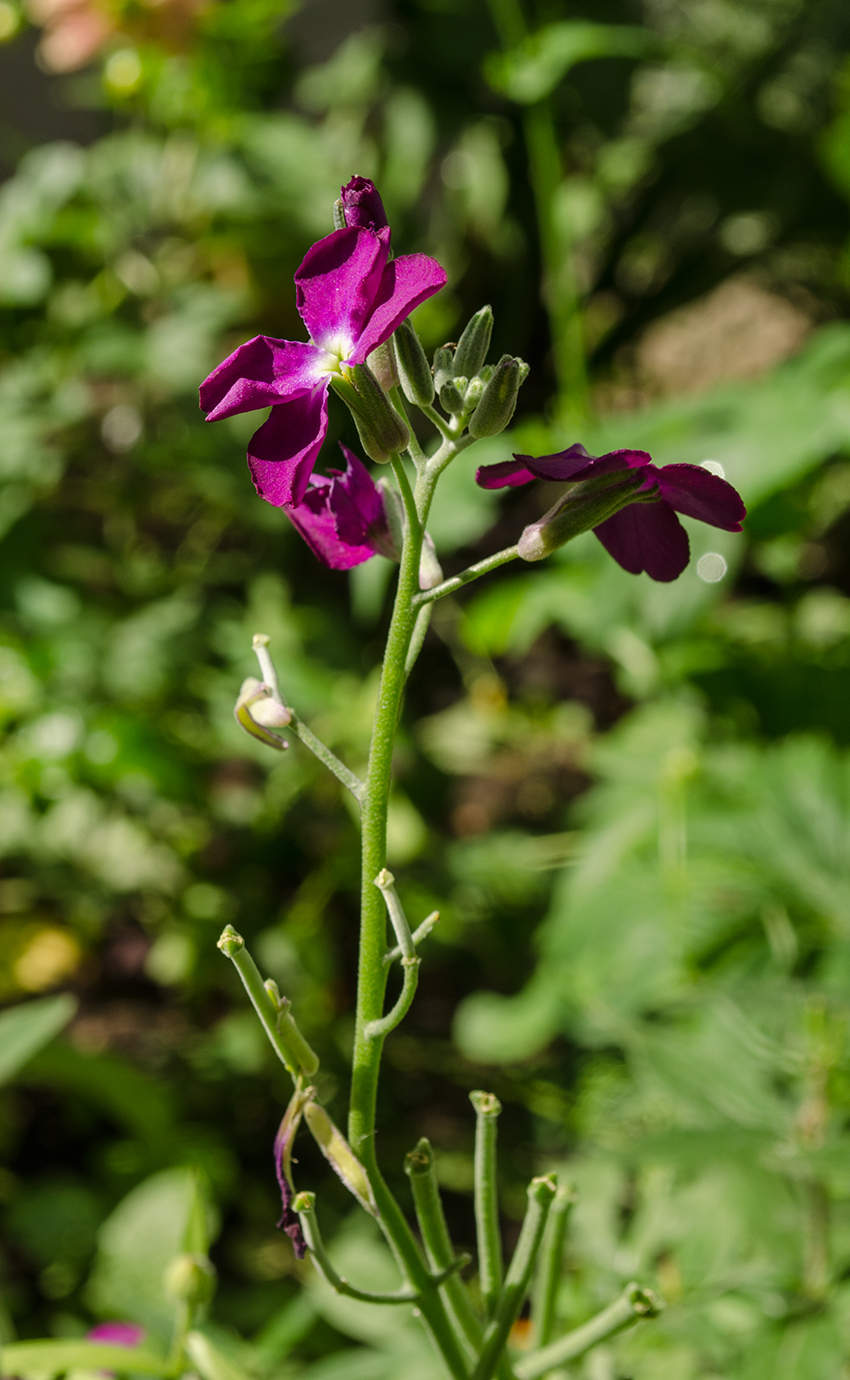 Image of Matthiola incana specimen.