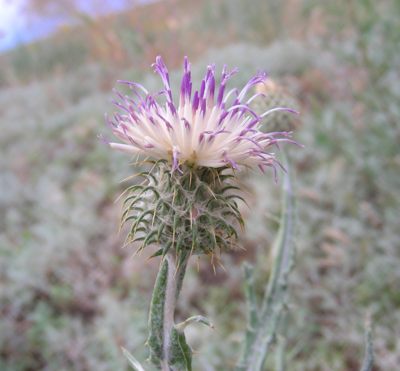 Изображение особи Cousinia perovskiensis.