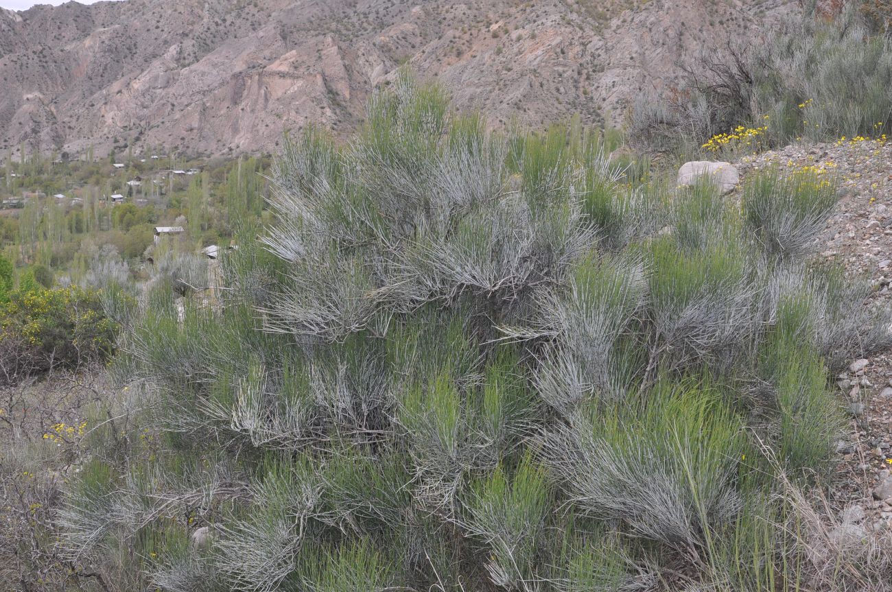 Изображение особи Ephedra procera.