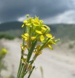 Erysimum brevistylum