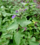 Nepeta mussinii