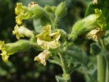 Nicotiana rustica