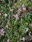 Antennaria dioica. Цветущие растения. Алтай, Улаганский р-н, Улаганский перевал, озеро Киделю, ≈ 2000 м н.у.м., опушка хвойного леса. 18.06.2019.