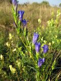 Gentiana pneumonanthe