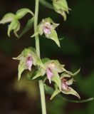 Epipactis leptochila. Часть соцветия. Горный Крым, окр. с. Генеральское, буковый лес. 15 июля 2022 г.