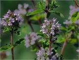 Thymus ovatus