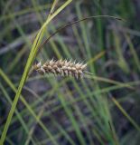 Carex vesicaria. Верхушка плодоносящего побега (на поверхности мешочков поселились грибы). Ханты-Мансийский автономный округ — Югра, Октябрьский р-н, сельское поселение Курымкары, окр. пос. Горнореченск, левый берег р. Обь, заболоченный луг. 05.09.2022.