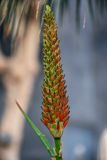 Aloe arborescens