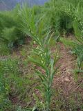 Polygonatum sewerzowii