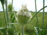 Dipsacus laciniatus. Соцветия и побеги. Ростовская обл., Азовский р-н, окр. с. Рогожкино, РЛП \"Донской\", остров в дельте. 08.07.2010.