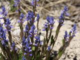 Polygala amarella