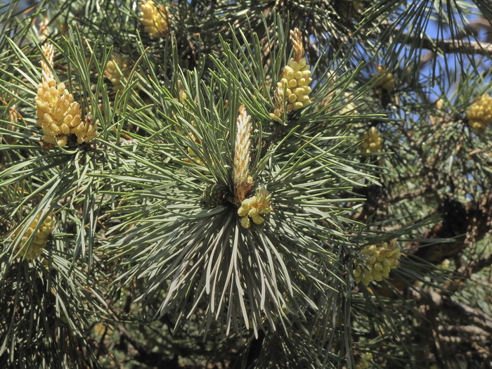 Изображение особи Pinus sylvestris.