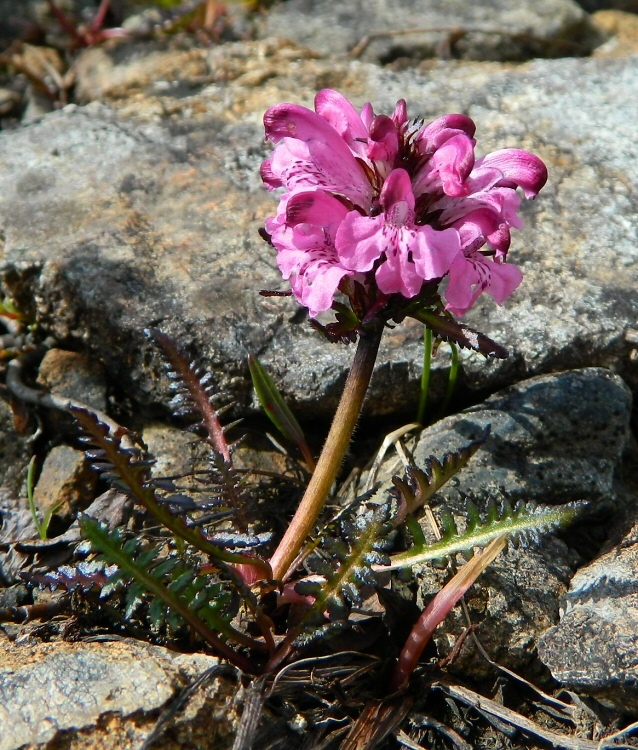 Изображение особи Pedicularis sudetica ssp. arctoeuropaea.