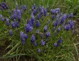 Muscari dolichanthum