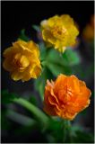 Trollius asiaticus