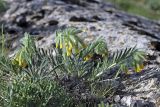 Onosma irritans. Цветущее растение. Южный Казахстан, горы Каракус. 20.04.2012.