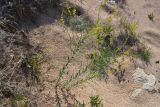 Linaria genistifolia