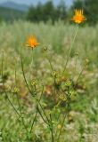 Trollius macropetalus