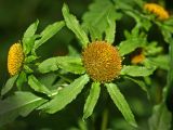 Bidens radiata