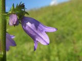 Campanula bononiensis