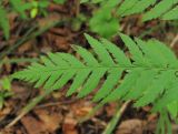 Dryopteris goeringiana