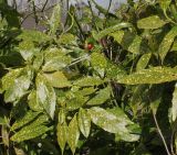 Aucuba japonica. Листья. Германия, г. Кемпен в частном саду. 19.04.2013.