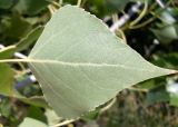 Populus nigra