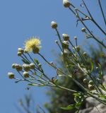 Centaurea salonitana