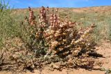 Salsola acutifolia