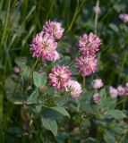 Trifolium hybridum