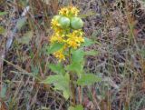 Solidago virgaurea ssp. dahurica