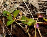 Veronica anagallis-aquatica