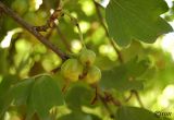 Ribes aureum