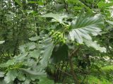 Sorbus colchica. Верхушка побега с незрелыми плодами. Москва, ГБС, в культуре. 02.07.2014.