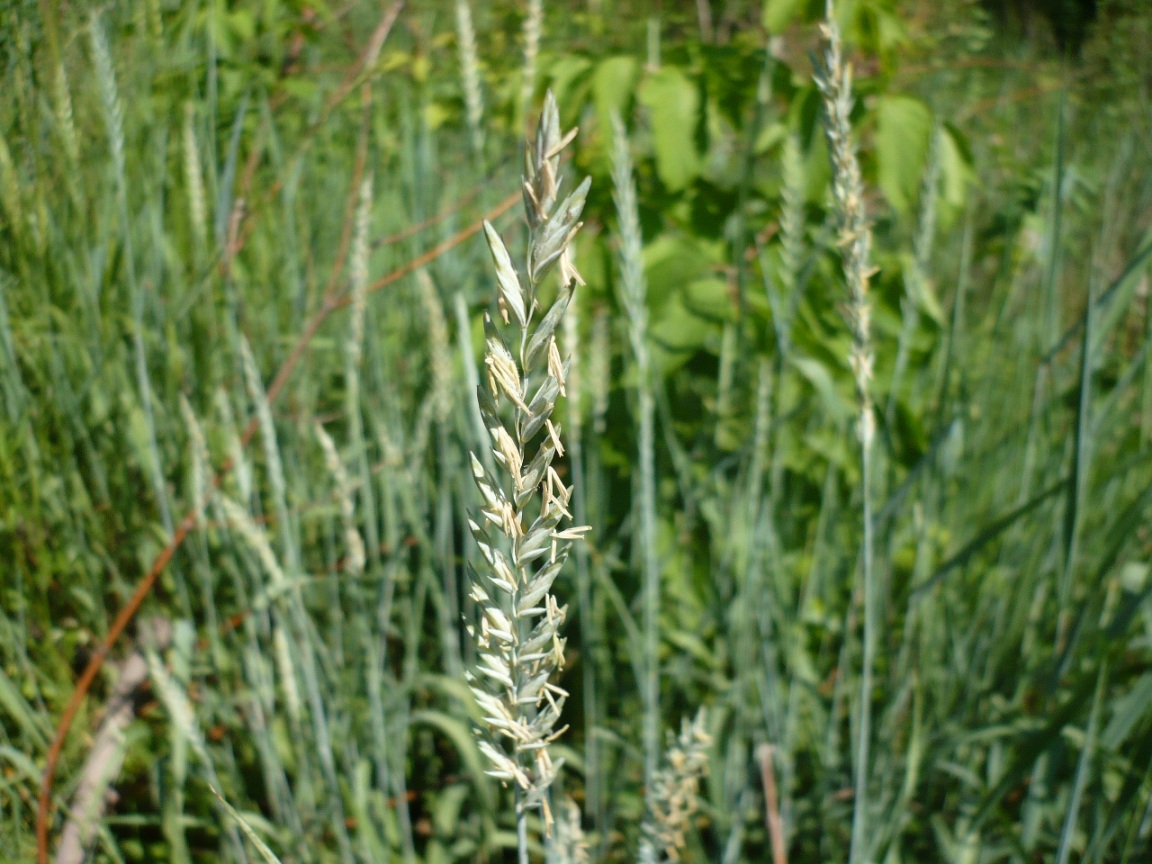 Изображение особи Elytrigia repens.