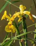 Iris pseudacorus. Верхушки цветоносов с цветущим и отцветающим цветками. Украина, Львовская обл., Дрогобычский р-н, г. Трускавец, Помярки, санаторий Конвалия, берег пруда. 09.06.2014.