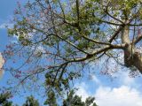 Ceiba speciosa