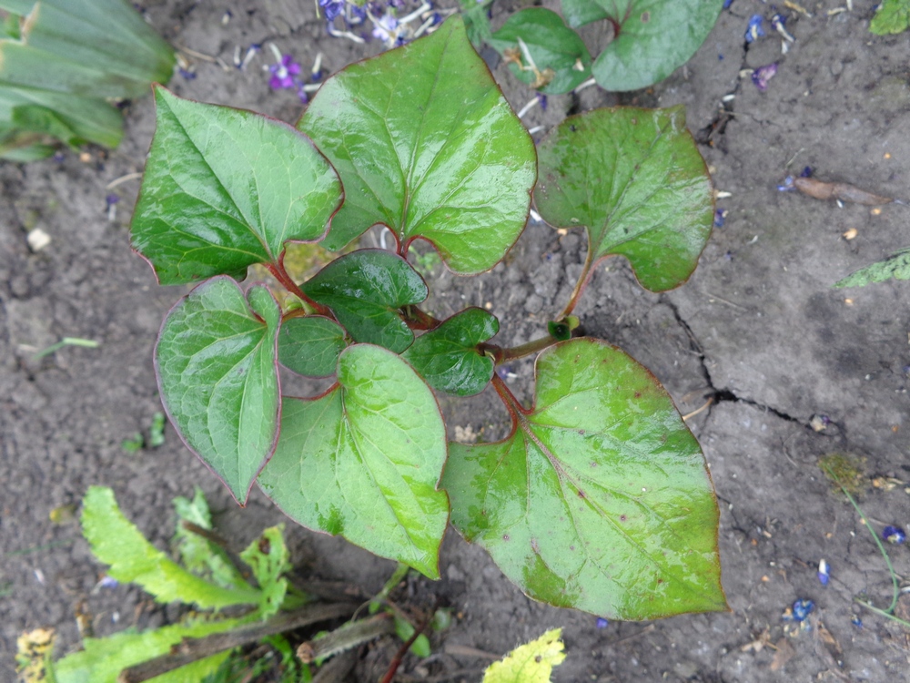 Изображение особи Houttuynia cordata.