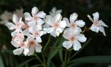 Nerium oleander