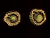 Tilia cordifolia. Зрелый плод (поперечный разрез). Курская обл., г. Железногорск, в посадке. 15 октября 2009 г.
