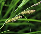 Carex acuta