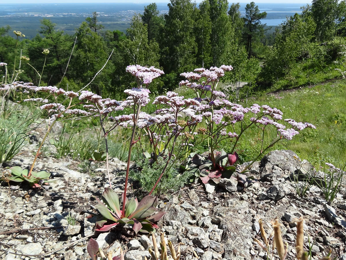 Изображение особи Goniolimon speciosum.