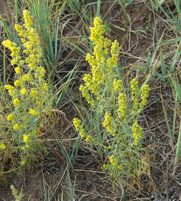 Изображение особи Artemisia palustris.