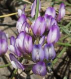 Astragalus stenoceras