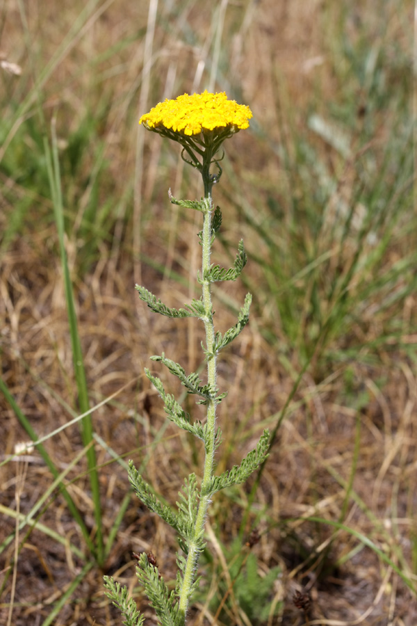 Изображение особи Achillea arabica.