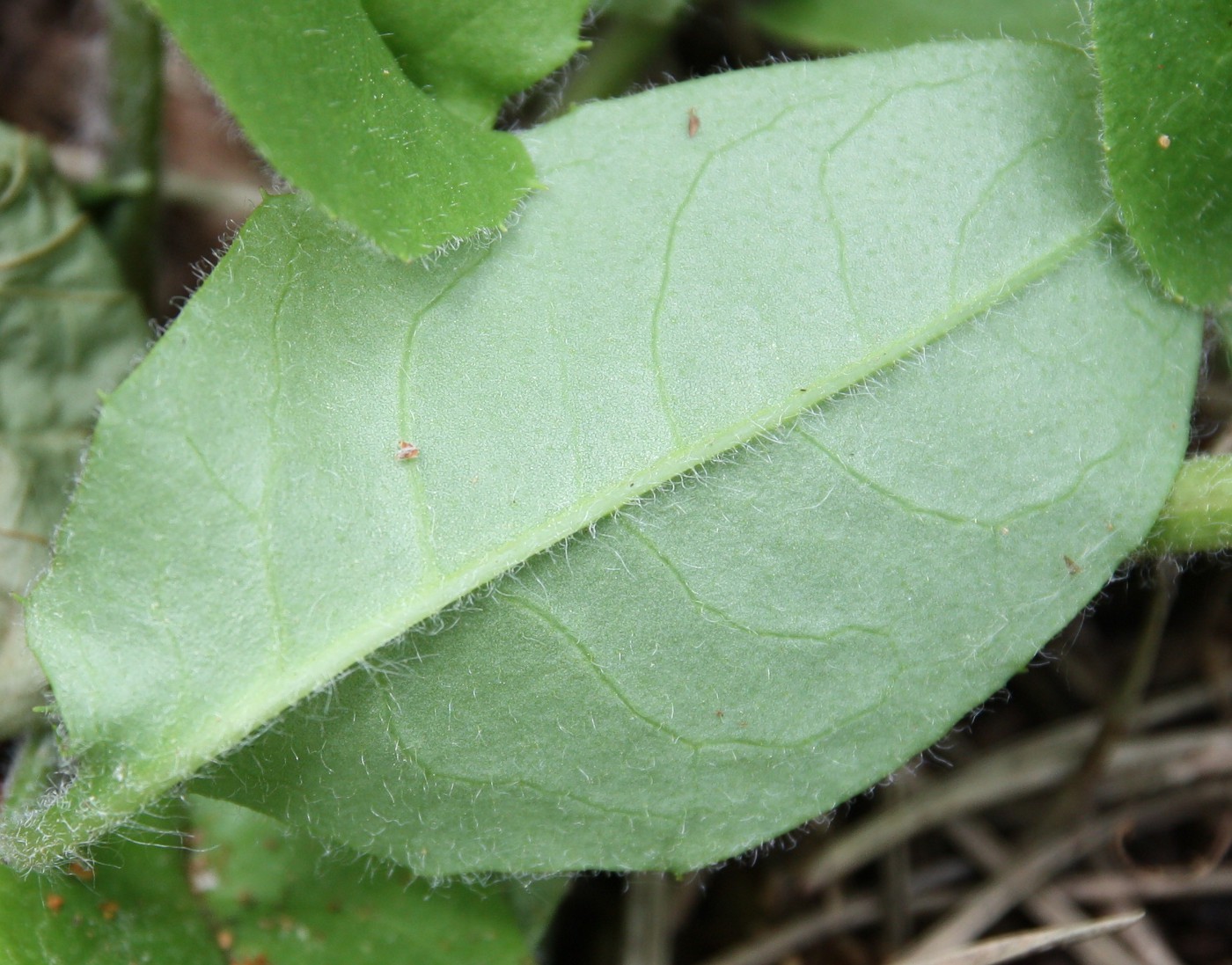 Изображение особи Hieracium pellucidum.