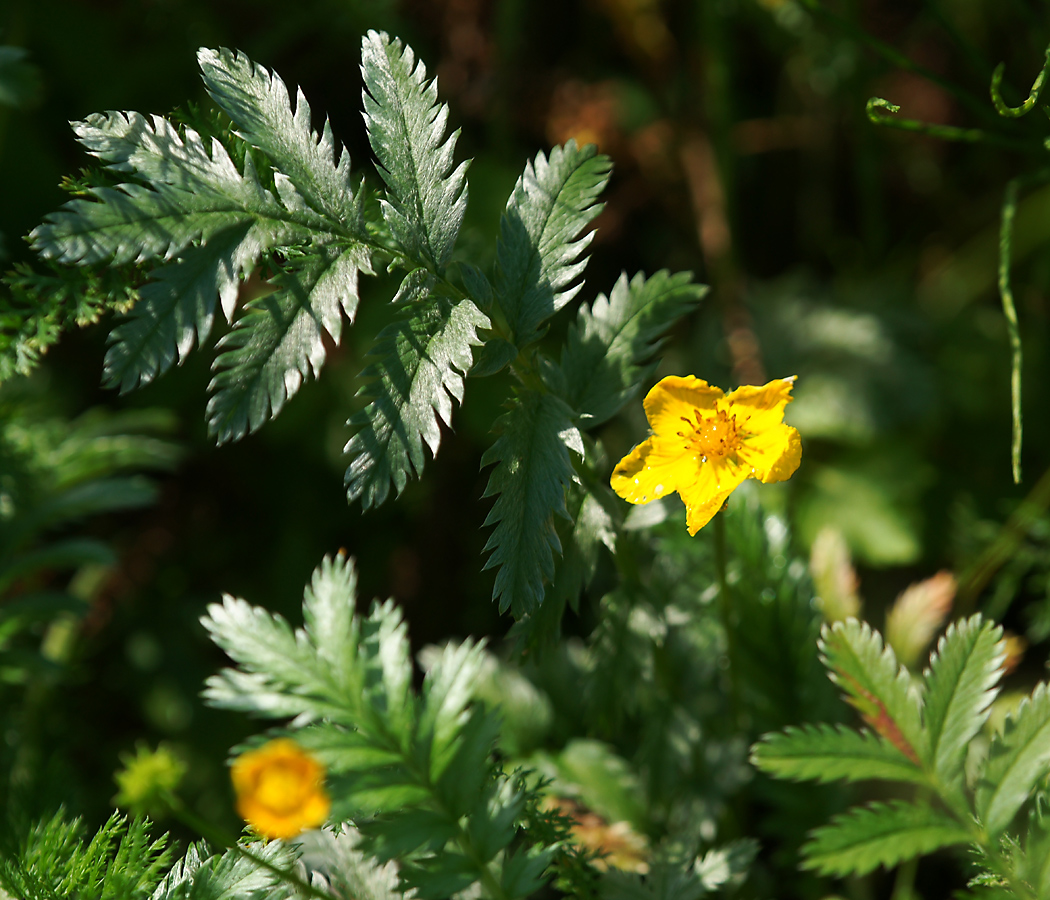 Изображение особи Potentilla anserina.